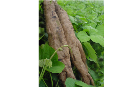 吃了這么多年的野生葛根粉，你吃對(duì)了嗎？