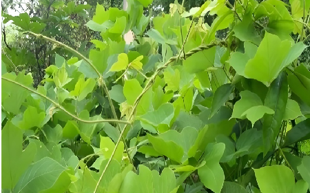 七夕寵妻狂魔就選它！二月風雙有機野生葛根粉，健康又有文化味 