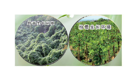 高學(xué)歷養(yǎng)生黨親測：這款雙有機(jī)野生葛根粉，憑什么成日常優(yōu)選？?