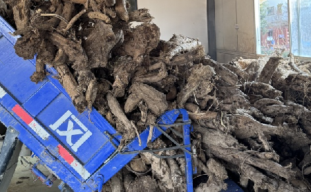 霜降采葛正當(dāng)時(shí)！二月風(fēng)大量收購霜降葛根，以匠心護(hù)品質(zhì)、以產(chǎn)業(yè)助增收